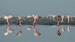 Flamingo Reflections